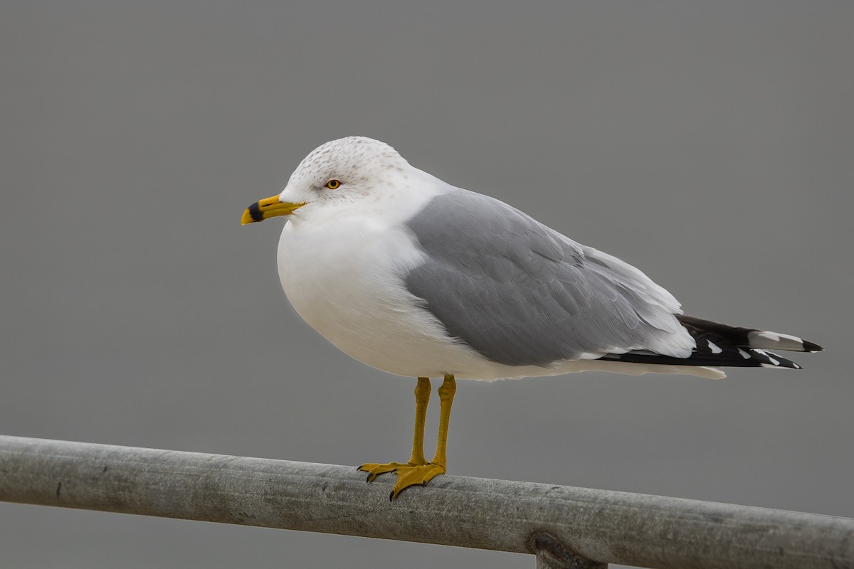 クロワカモメ - ML646849738