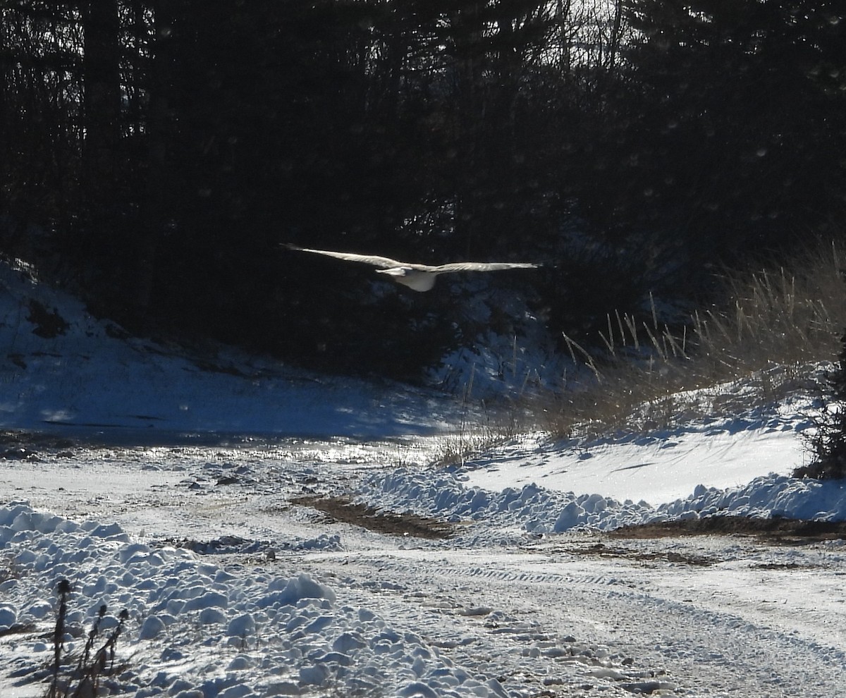 Лунь американський - ML646849739