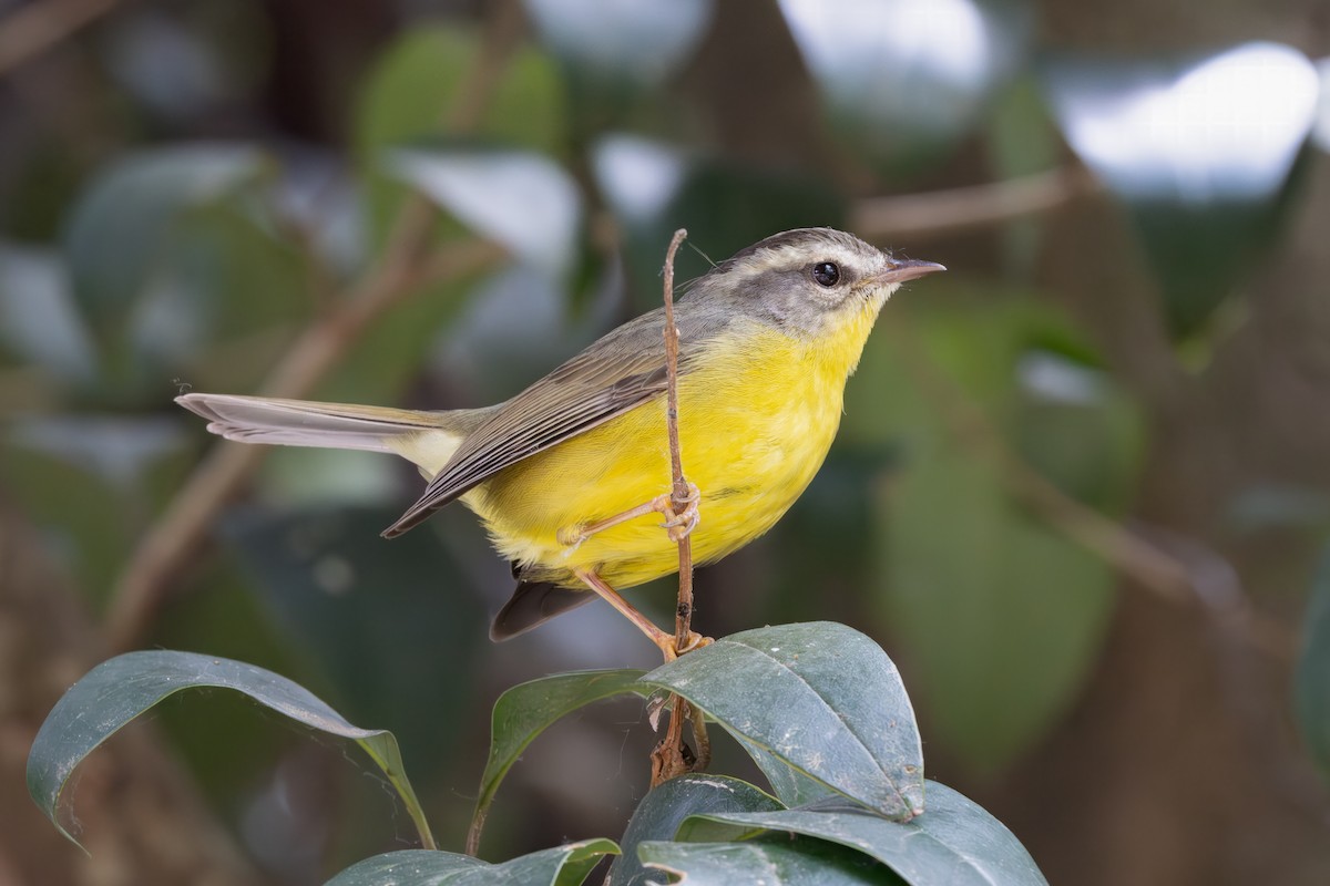 Golden-crowned Warbler - ML646849740