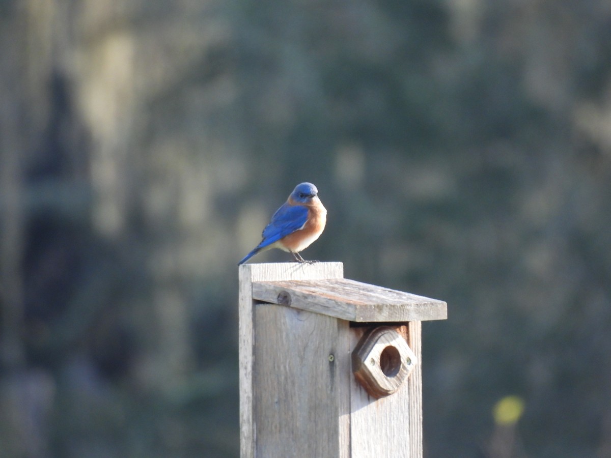 Блакитник східний - ML646849743