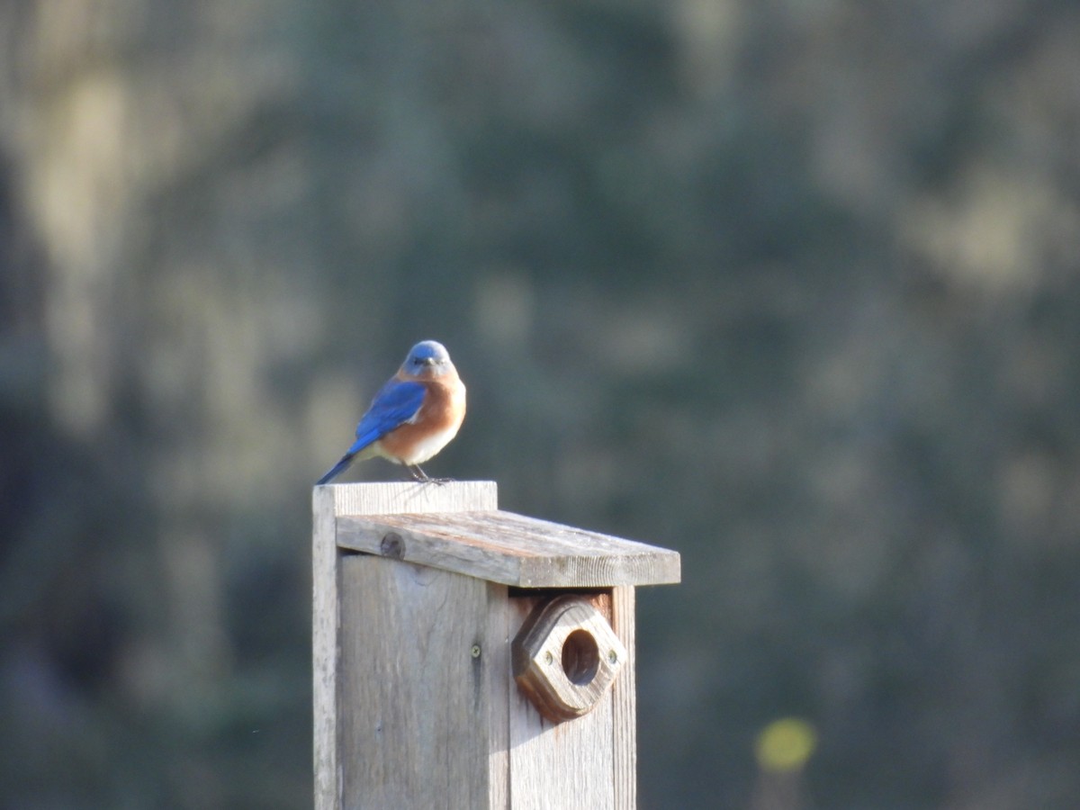 Блакитник східний - ML646849744