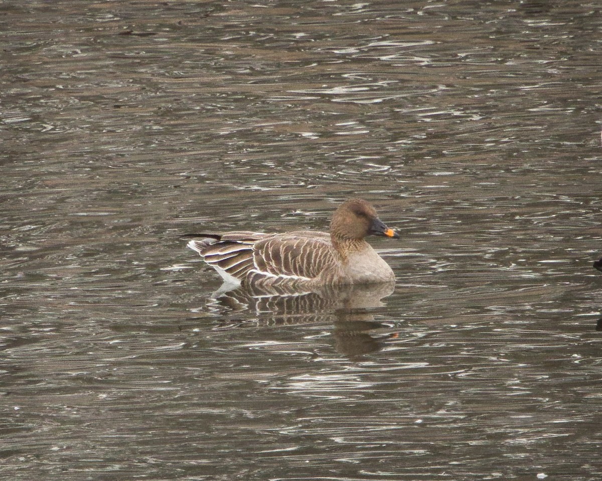 ヒシクイ - ML646849749