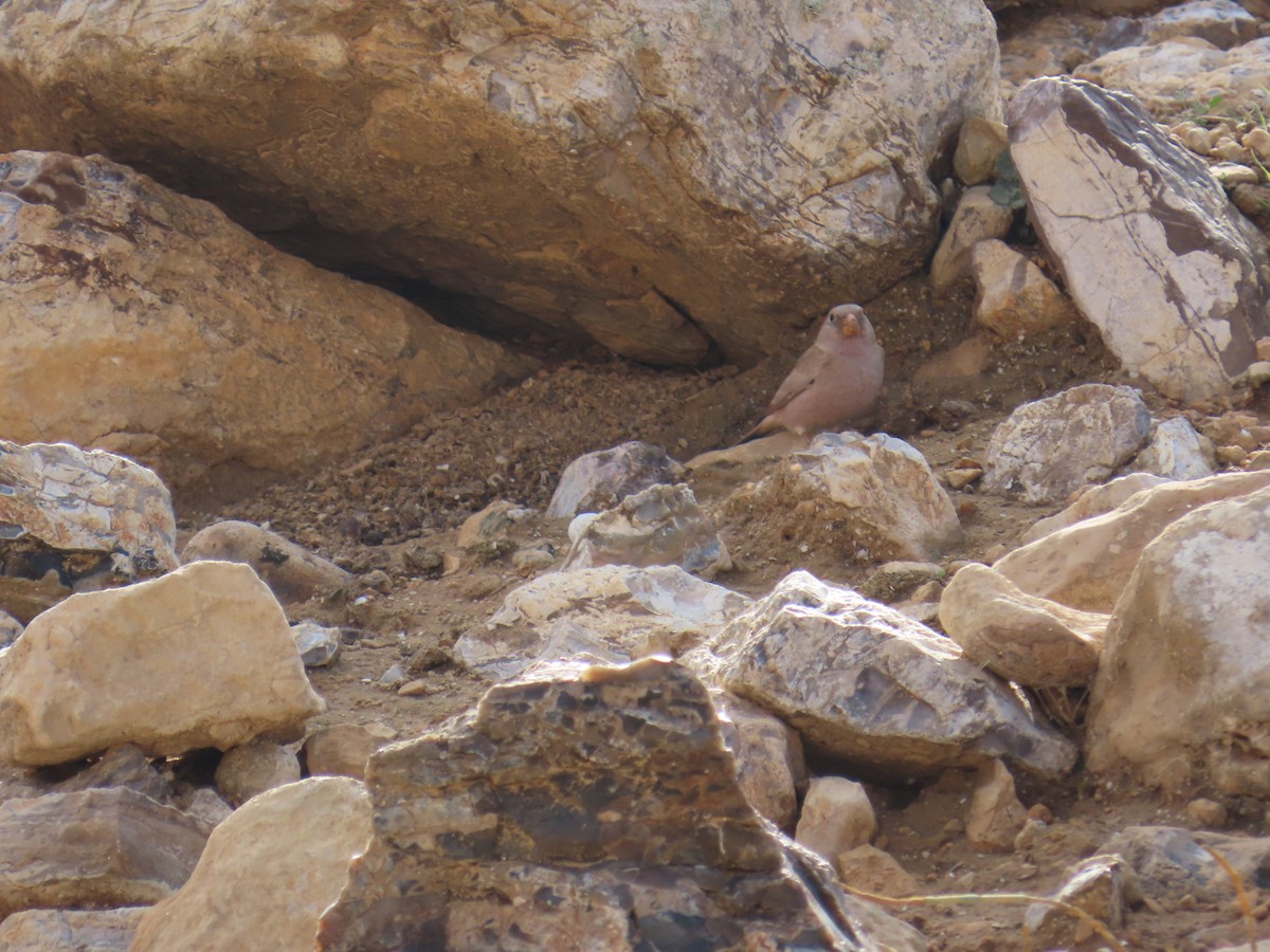 Trumpeter Finch - ML646849754