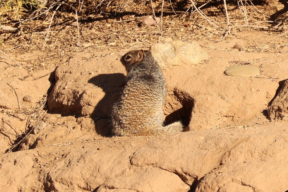 Round-tailed Ground Squirrel - ML646849756