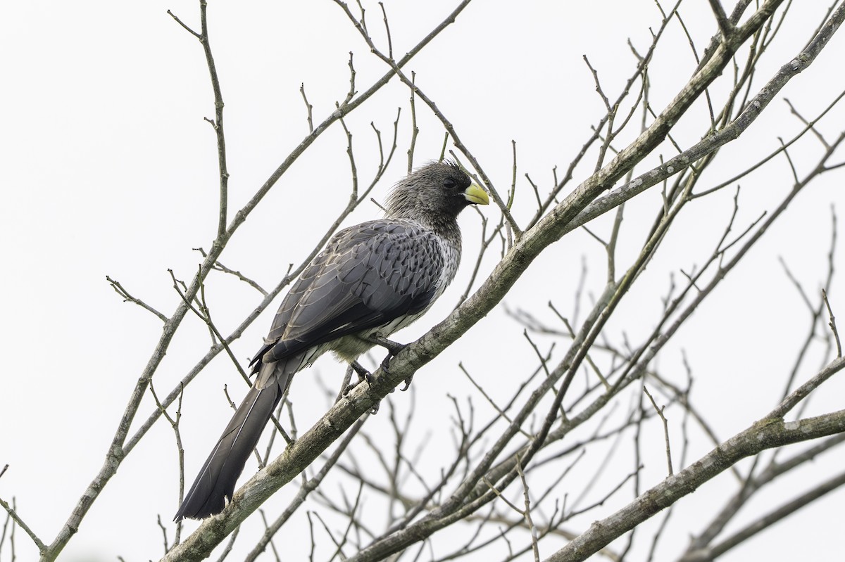 Western Plantain-eater - ML646849757