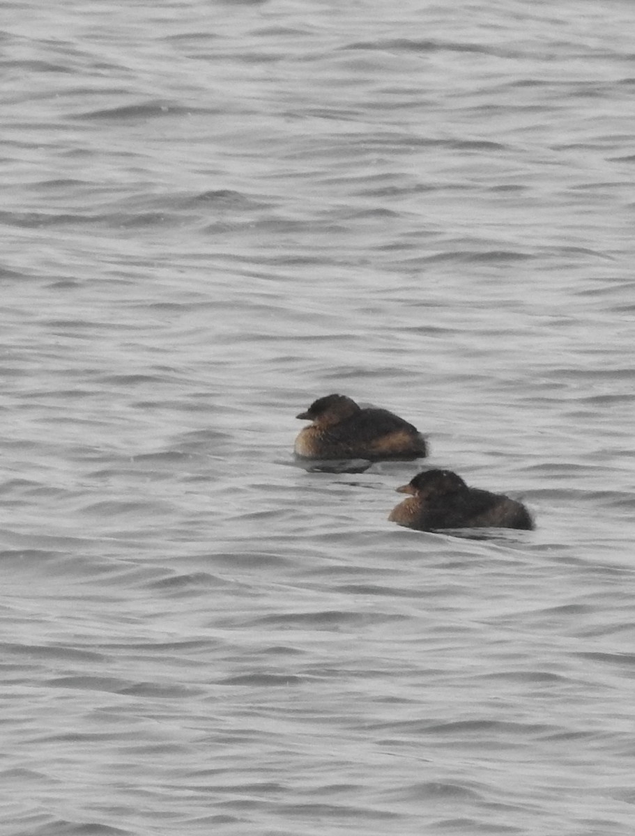 Pied-billed Grebe - ML646849759