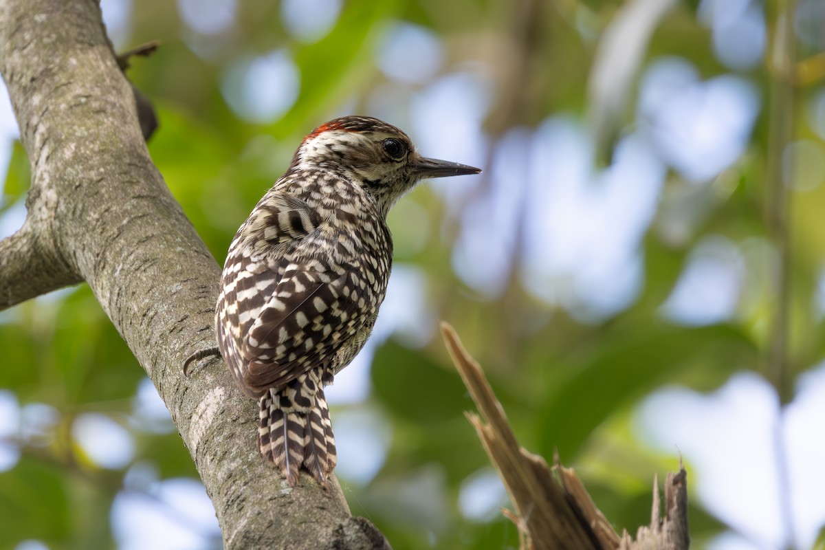 Полосатохвостый дятел - ML646849760