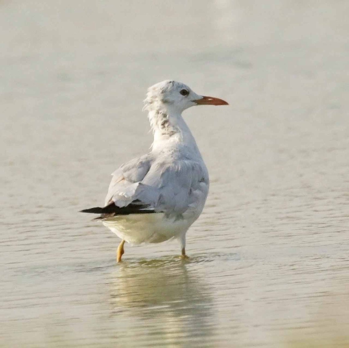 Slender-billed Gull - ML646849764