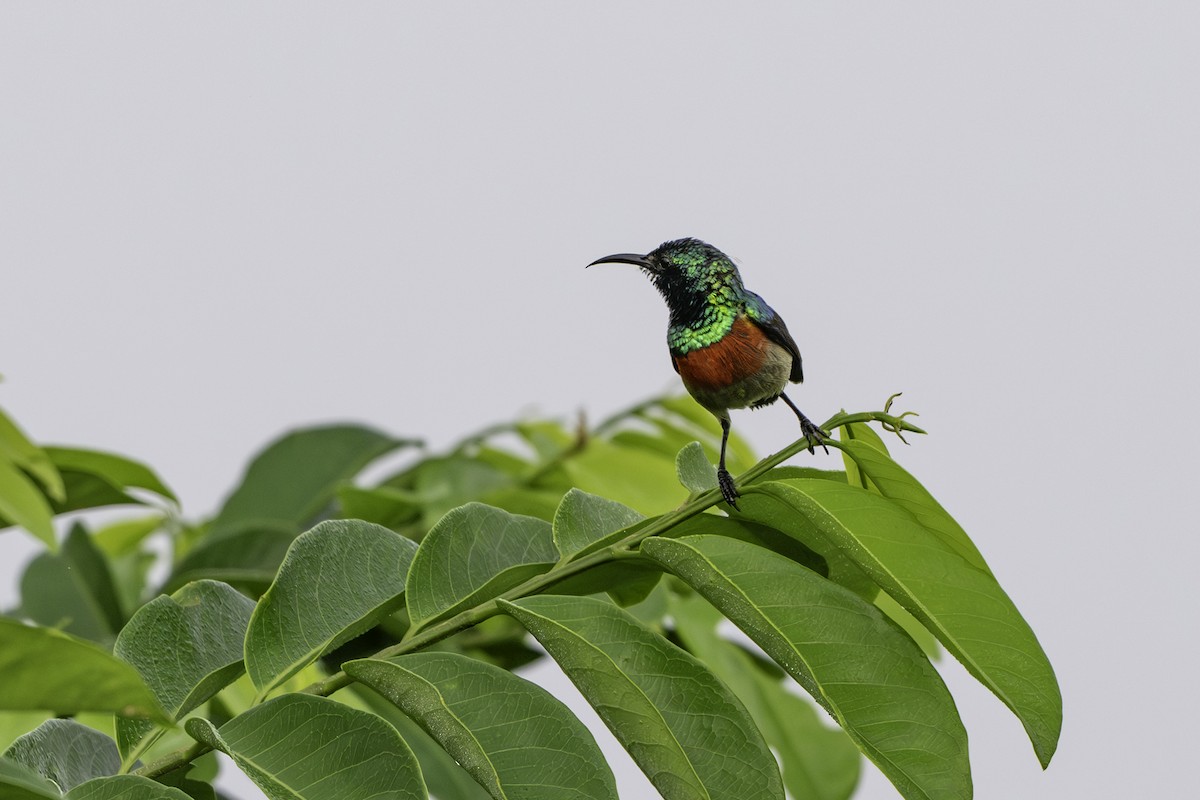 Olive-bellied Sunbird - ML646849766