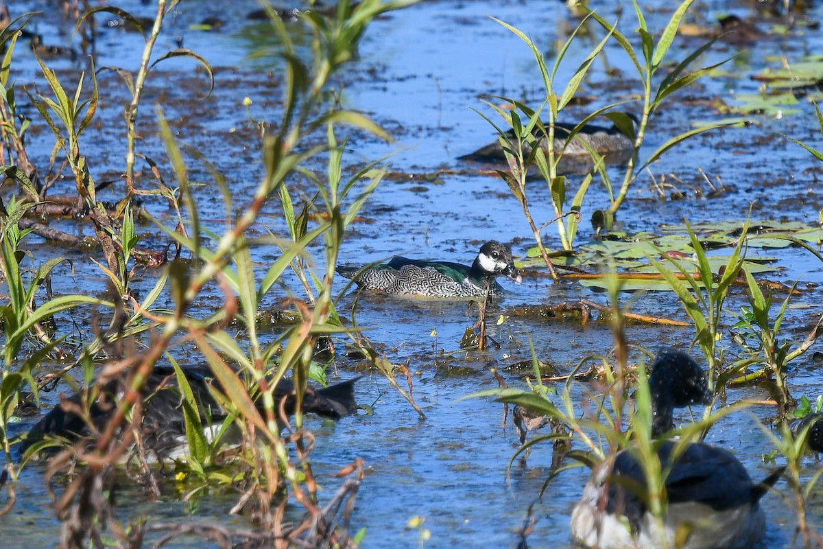 Green Pygmy-Goose - ML646849767