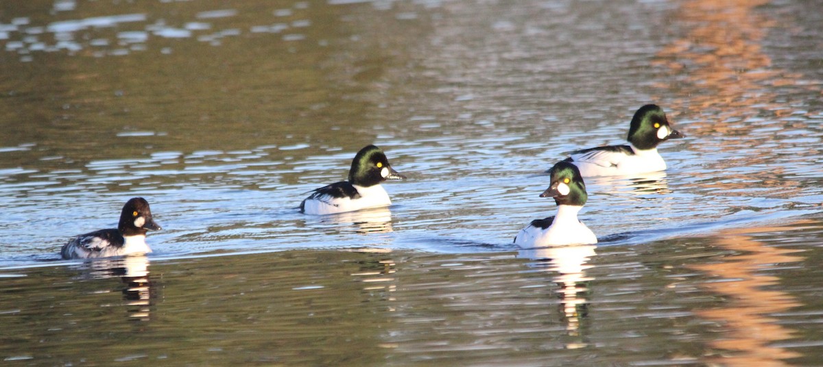 Common Goldeneye - ML646849768
