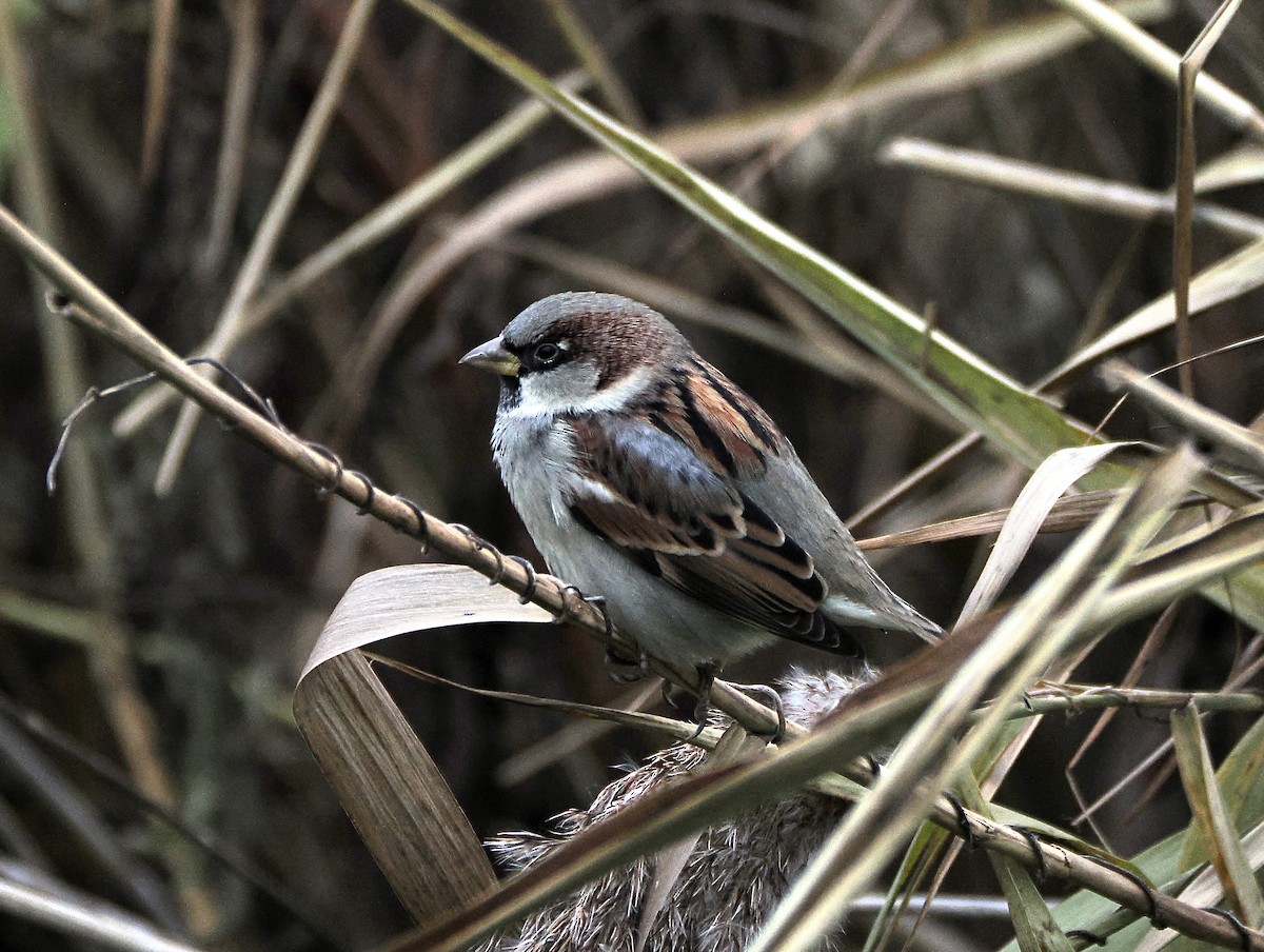 House Sparrow - ML646849770