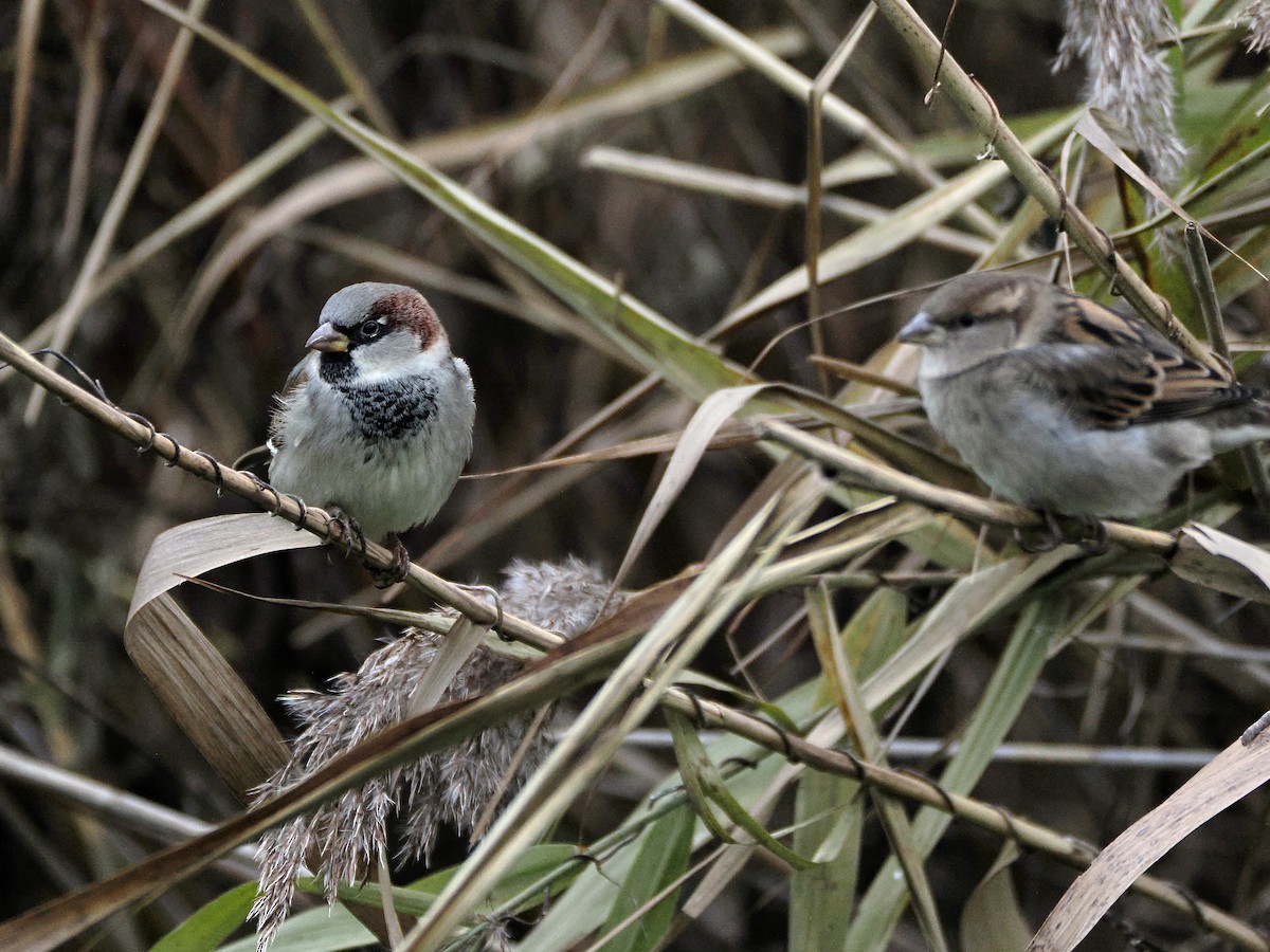 House Sparrow - ML646849771