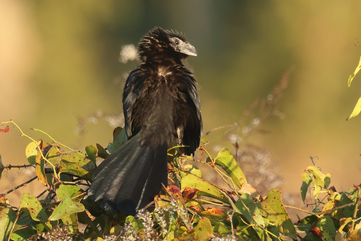 Groove-billed Ani - ML646849772