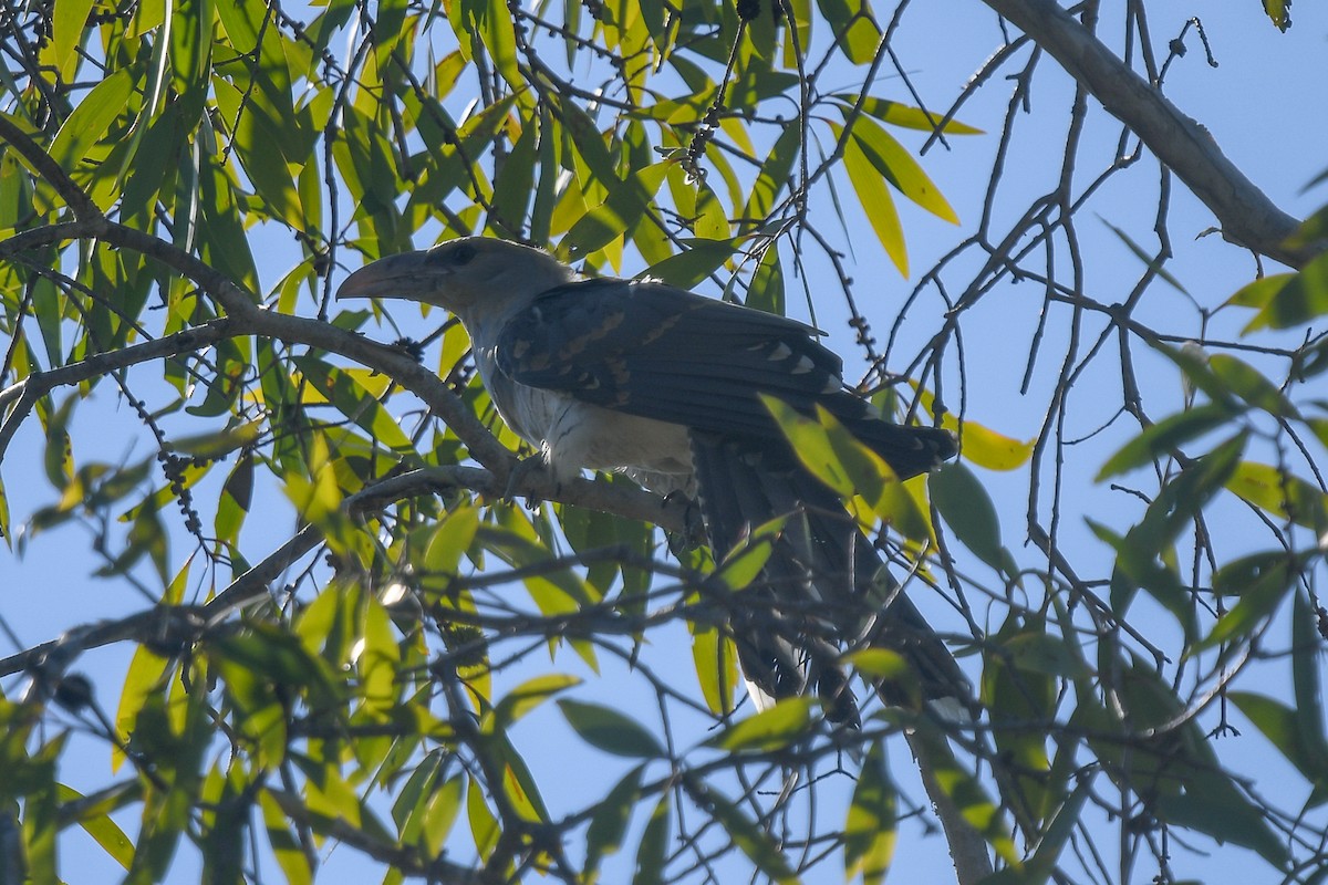 Channel-billed Cuckoo - ML646849773
