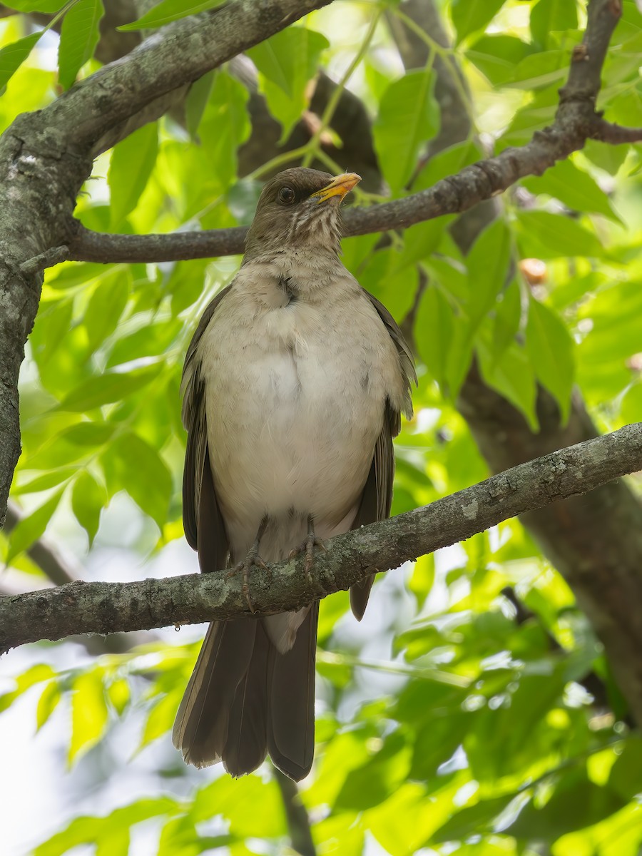 Creamy-bellied Thrush - ML646849774
