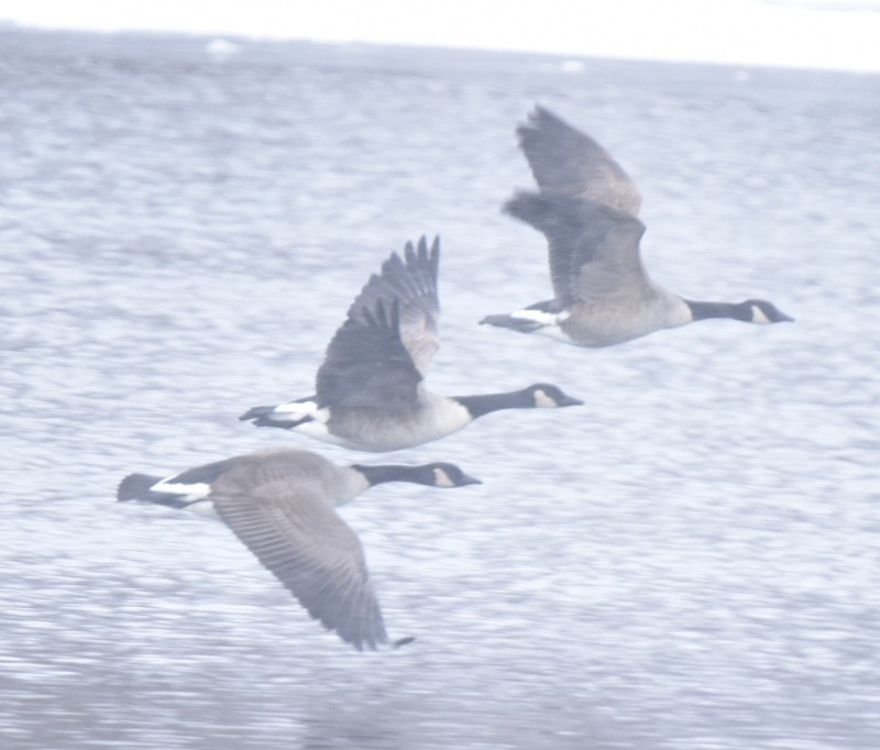Canada Goose - ML646849775