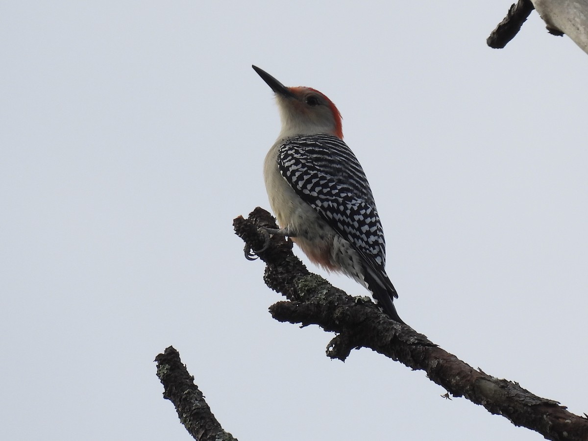 Red-bellied Woodpecker - ML646849776
