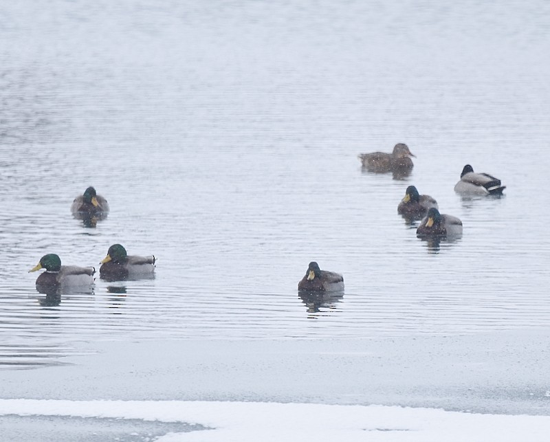 Mallard - ML646849778