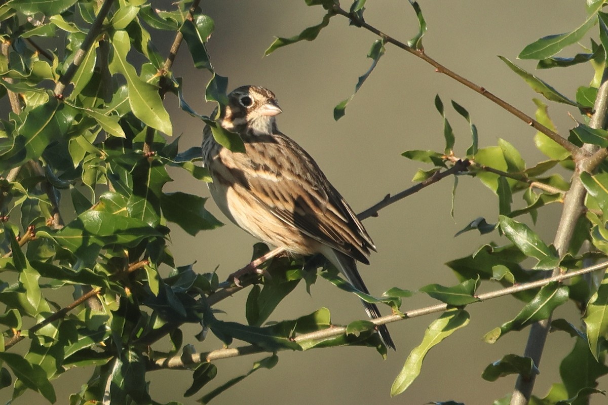 Vesper Sparrow - ML646849779