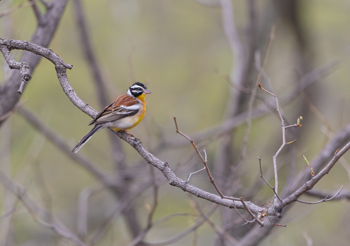 Golden-breasted Bunting - ML646849780