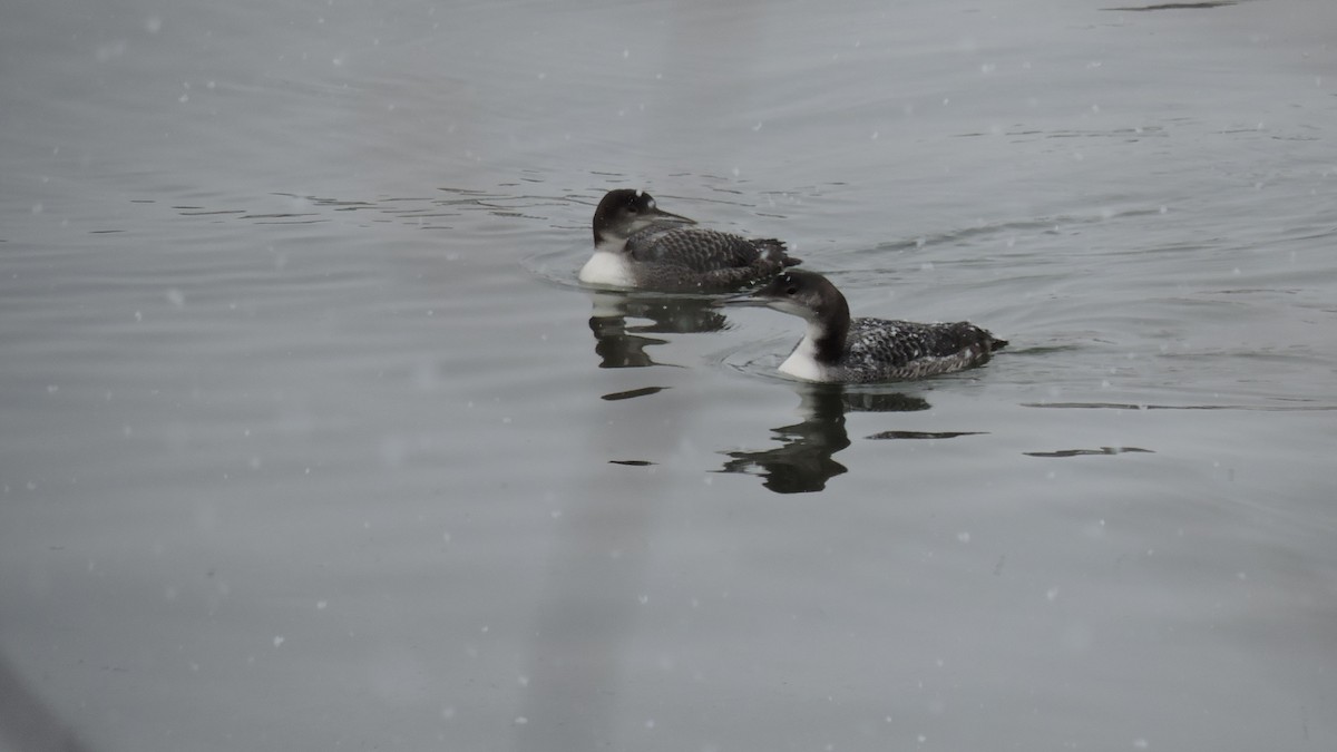 Common Loon - ML646849781