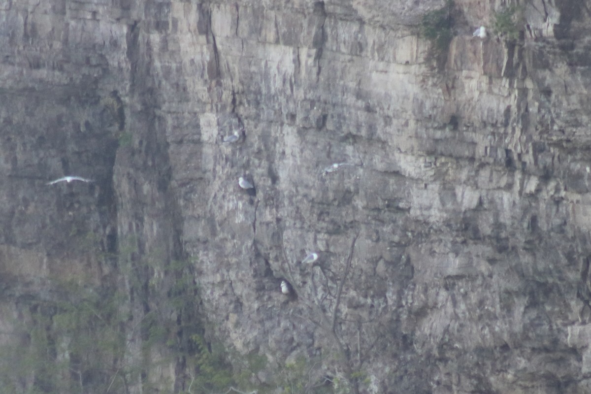 American Herring Gull - ML646849782