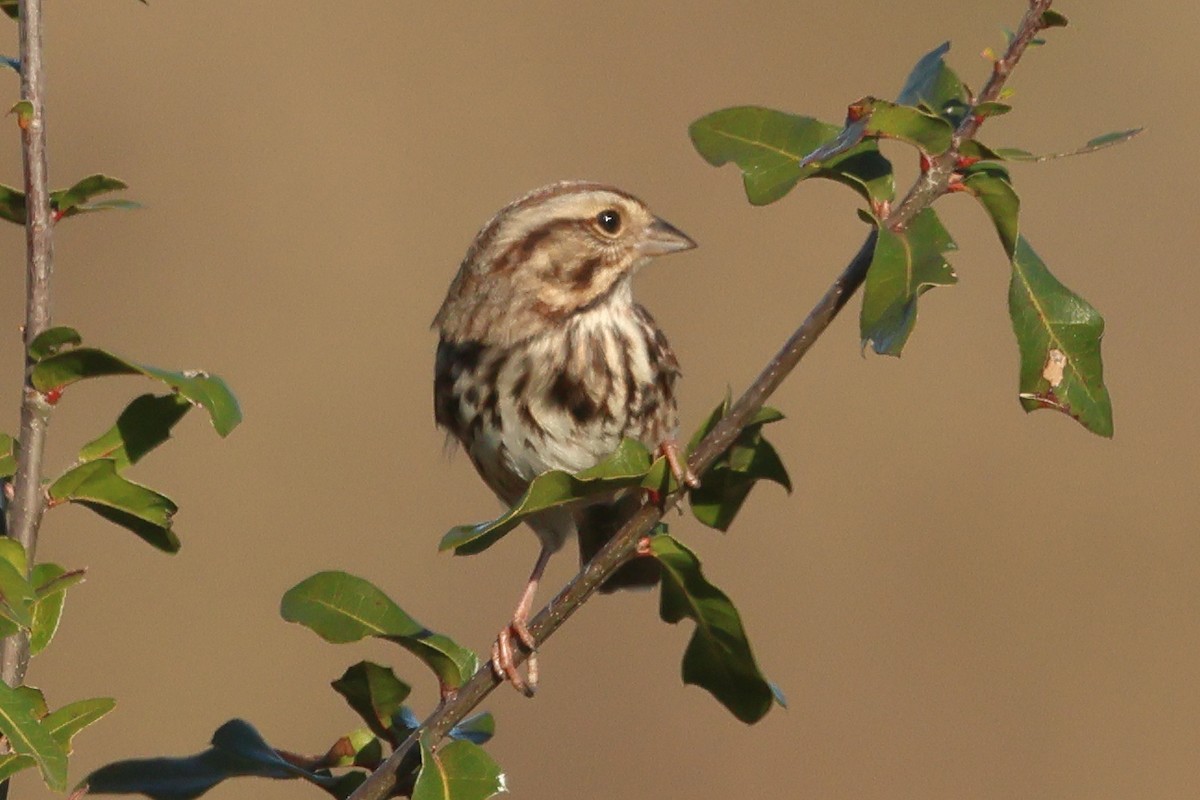 Song Sparrow - ML646849783