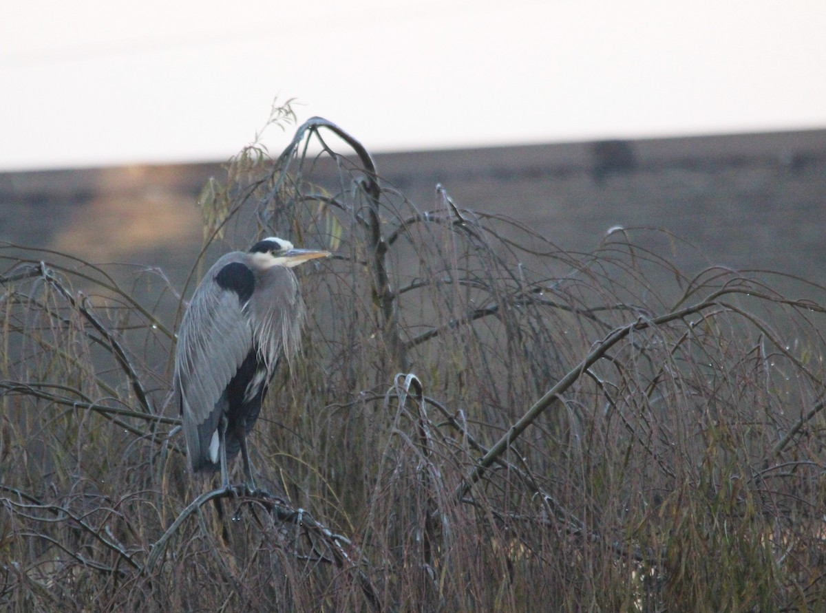 Great Blue Heron - ML646849784