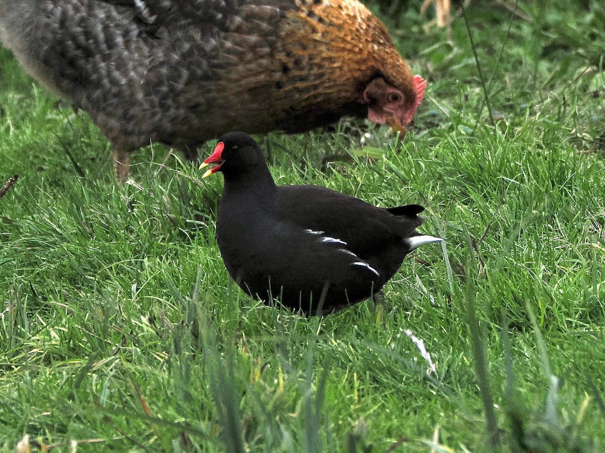 Eurasian Moorhen - ML646849785