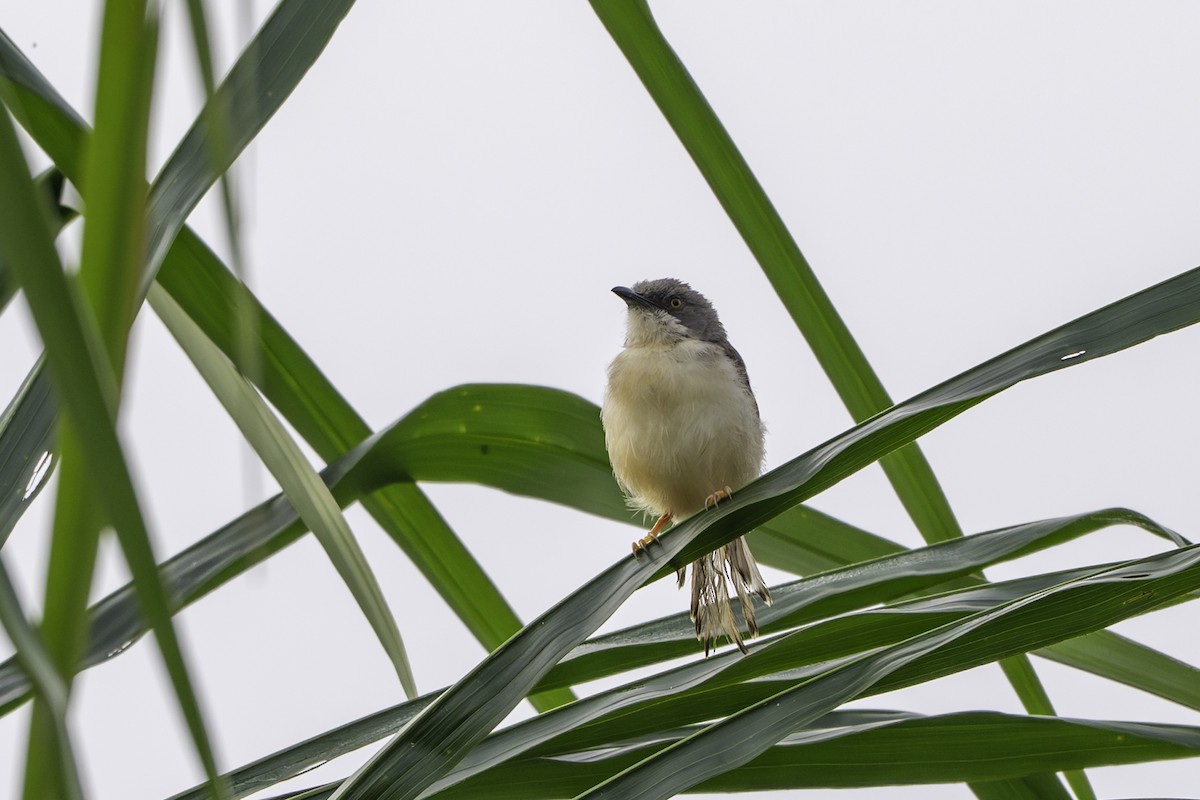 Red-winged Prinia - ML646849786