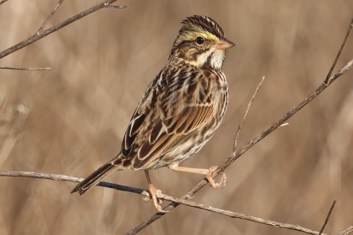 Savannah Sparrow - ML646849788