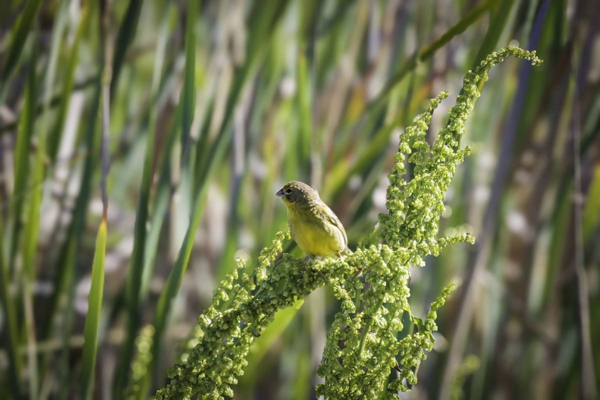 Короткоклювый зерноед - ML646849789