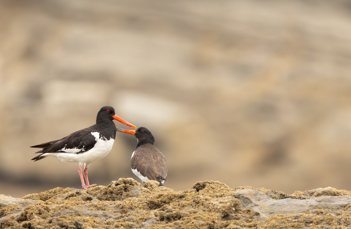Eurasian Oystercatcher - ML646849790
