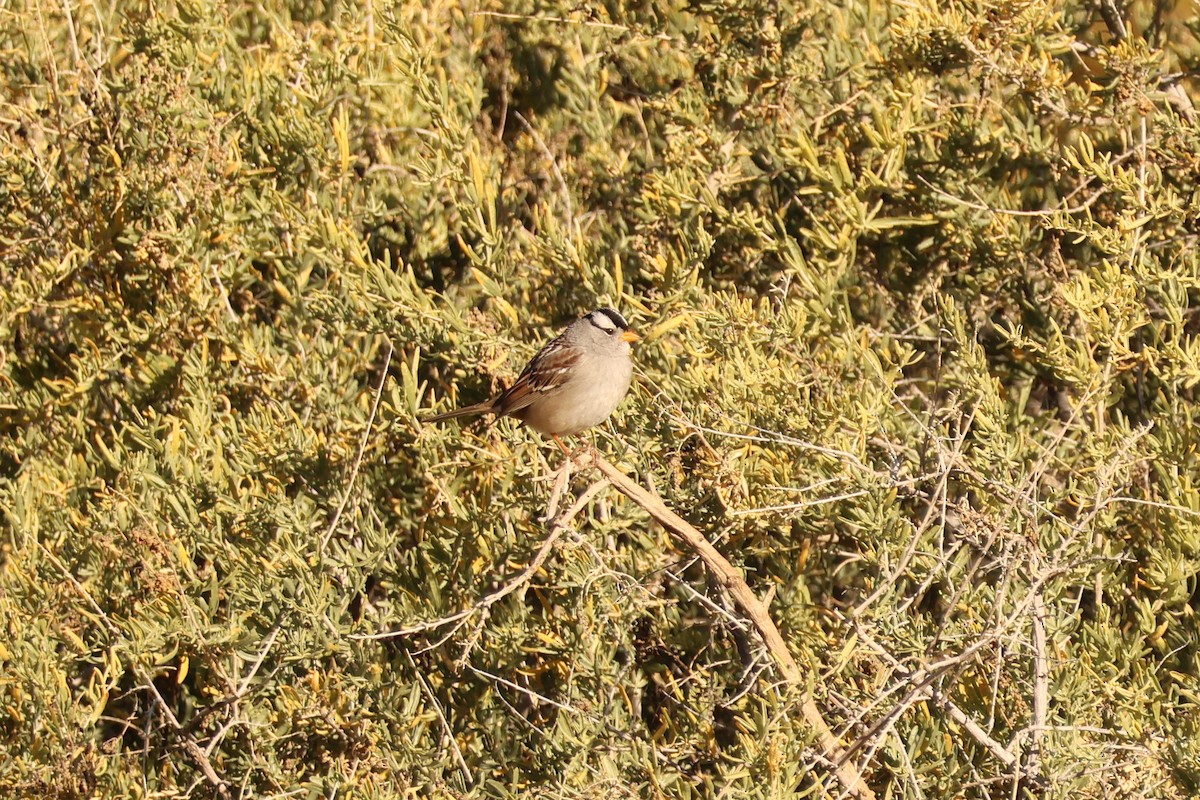 White-crowned Sparrow - ML646849791