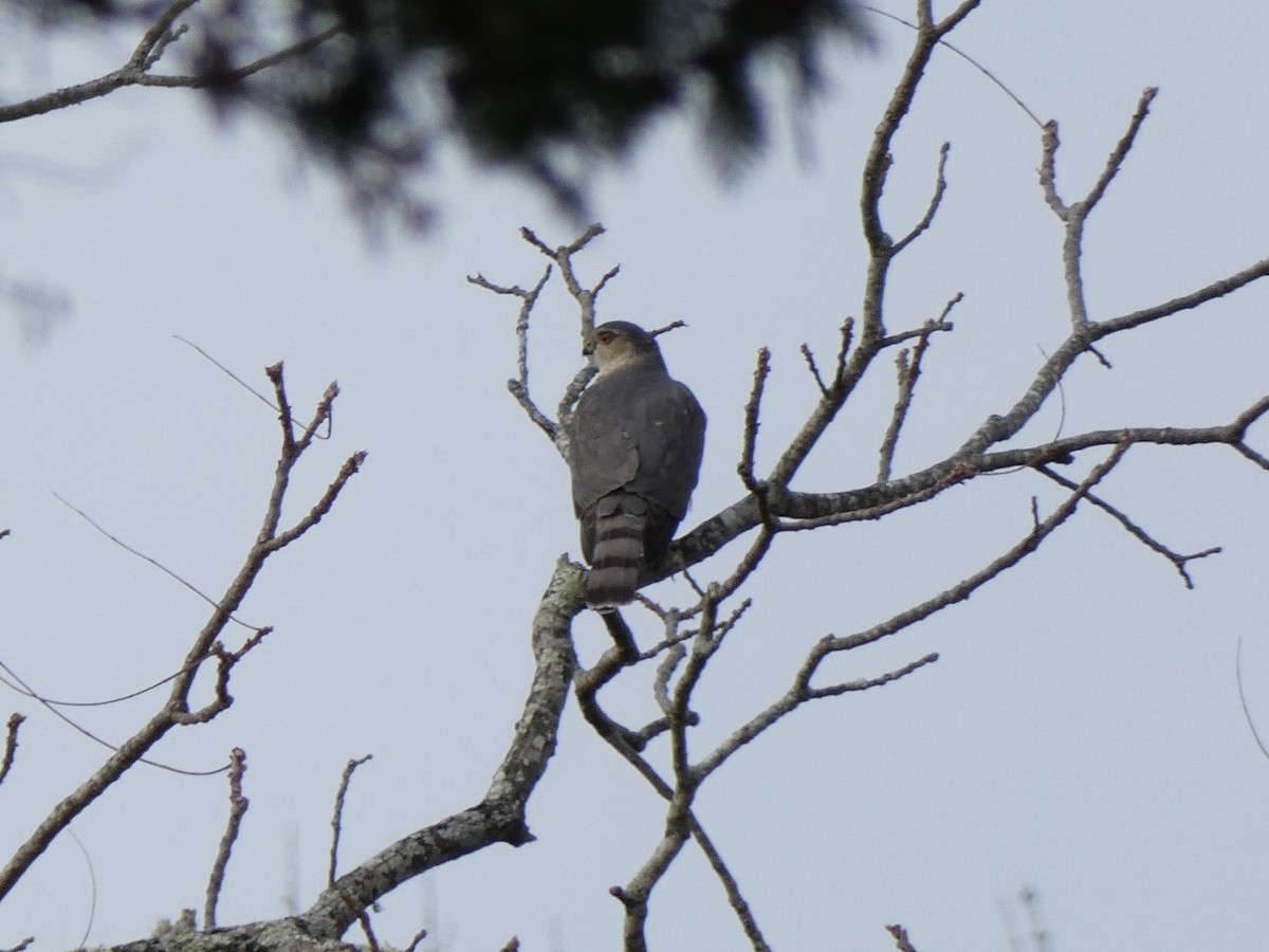 Sharp-shinned Hawk - ML646849792