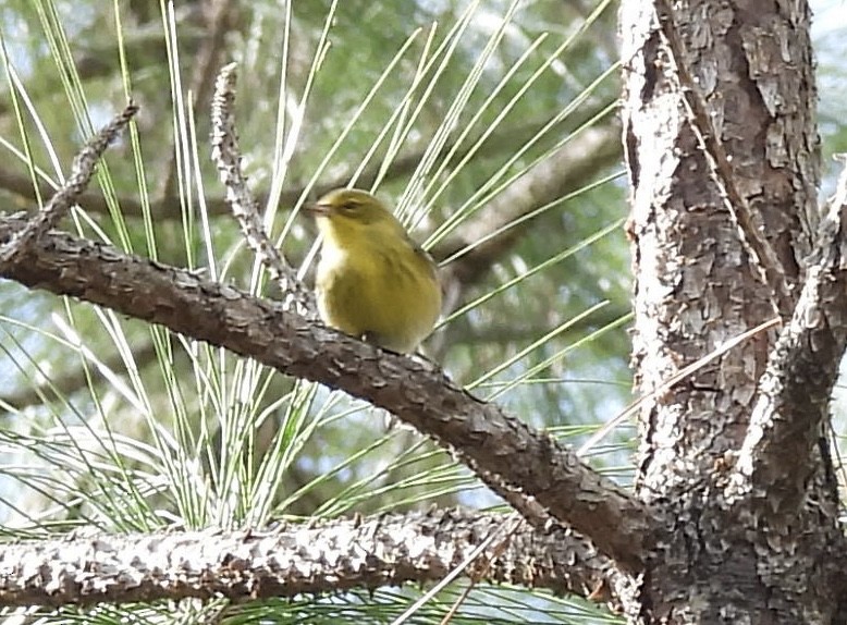 Pine Warbler - ML646849793