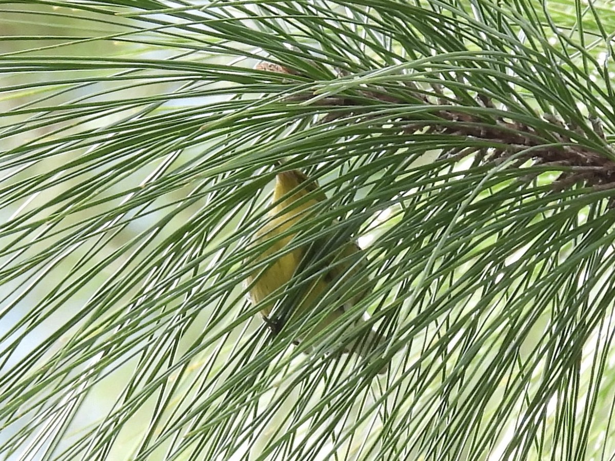 Pine Warbler - ML646849794