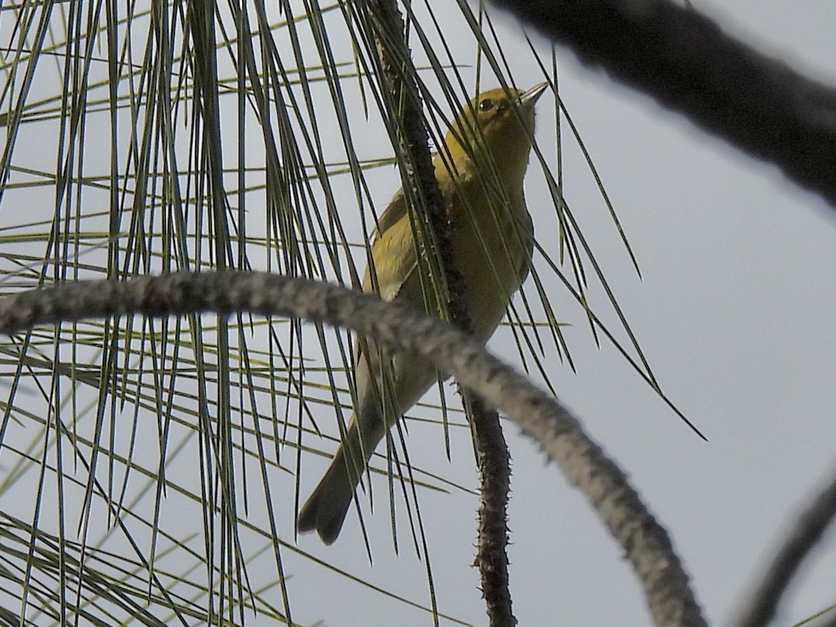 Pine Warbler - ML646849795