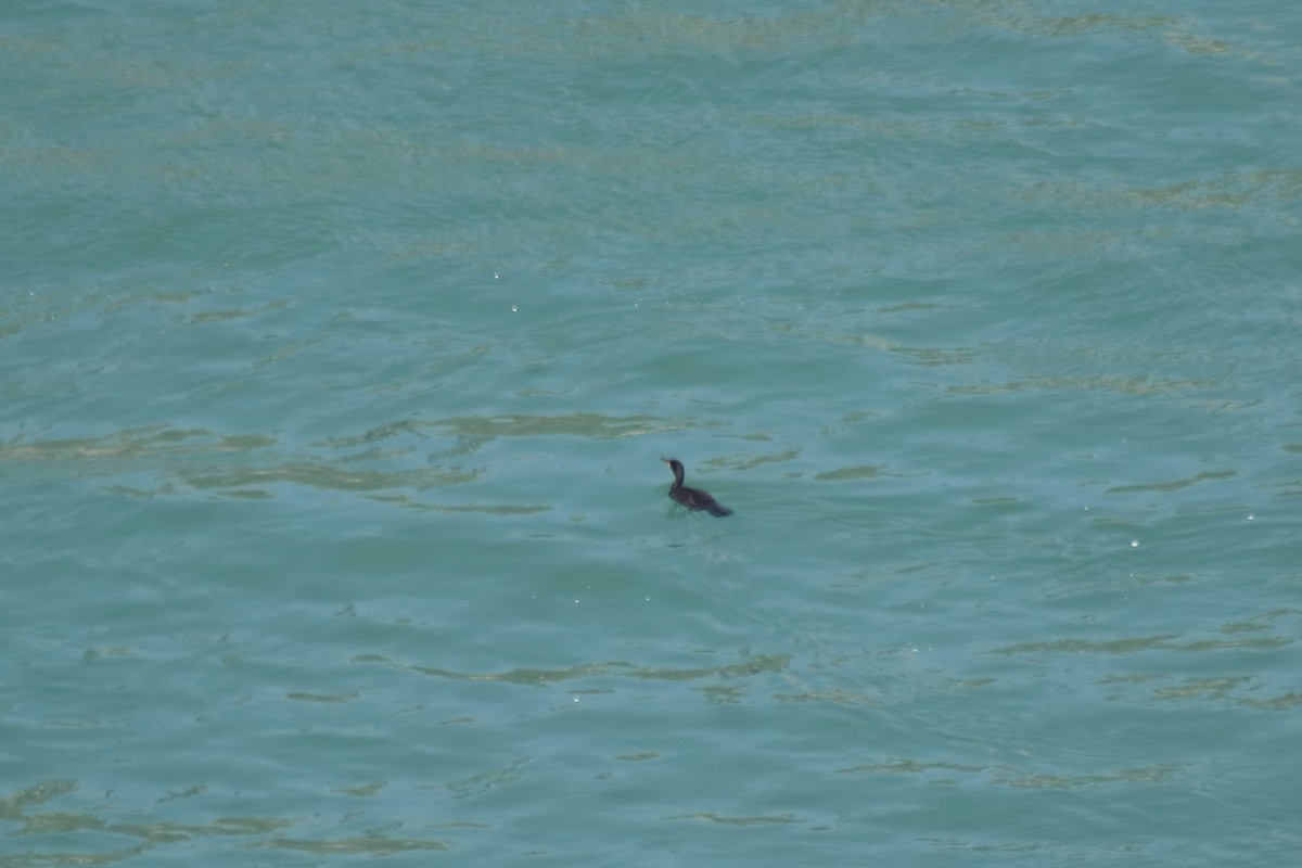 Double-crested Cormorant - ML646849796