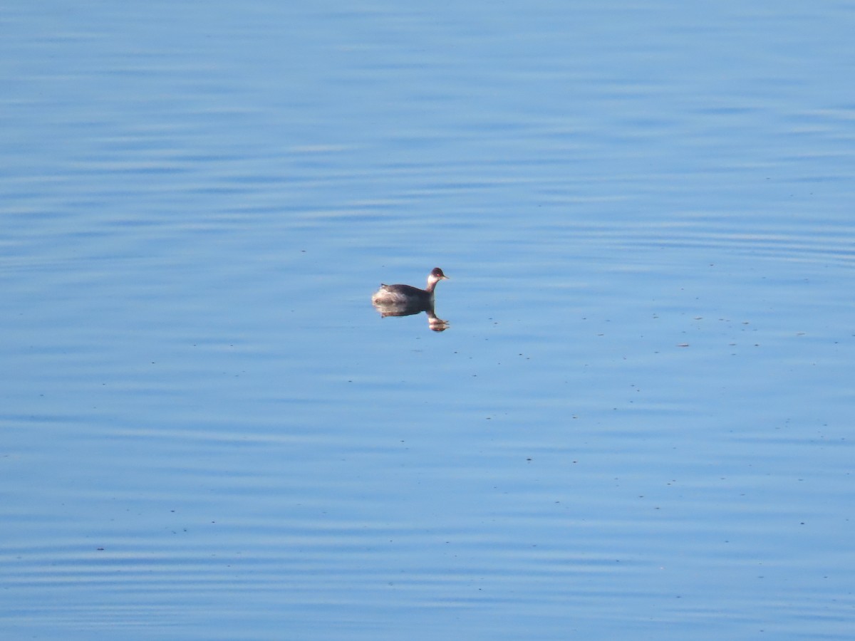 Grèbe à cou noir - ML646849799