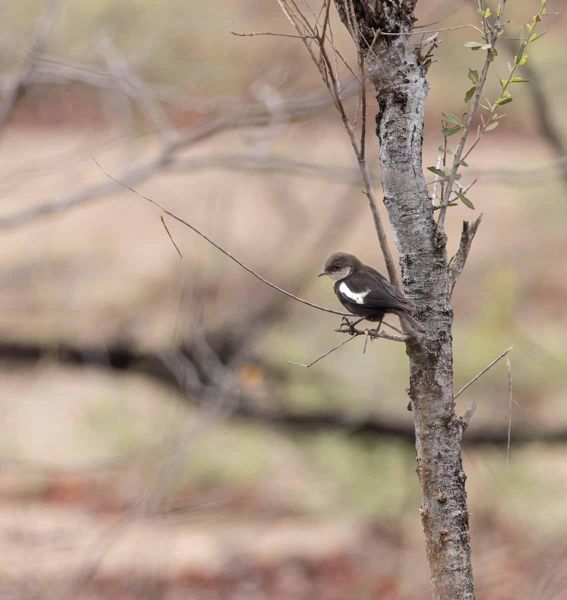 Arnot's Chat - ML646849801