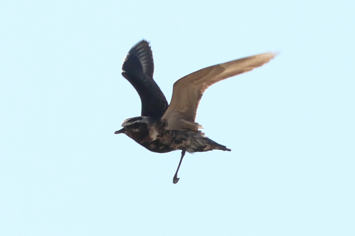 American Golden-Plover - ML646849802