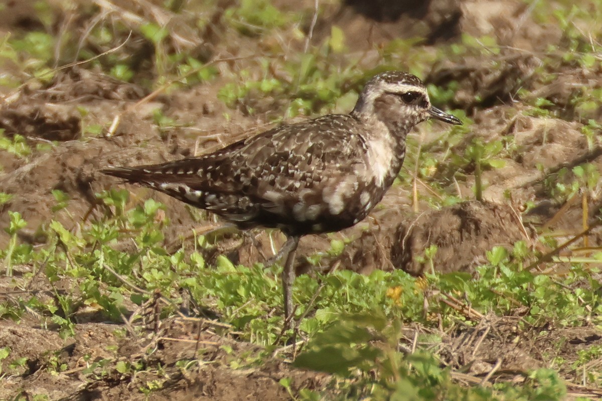 American Golden-Plover - ML646849803