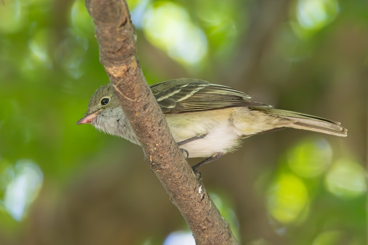 Élénie à bec court - ML646849804