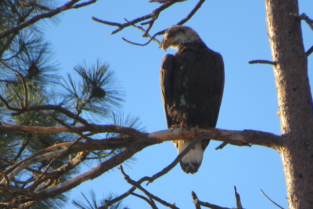 עיטם לבן-ראש - ML646849805