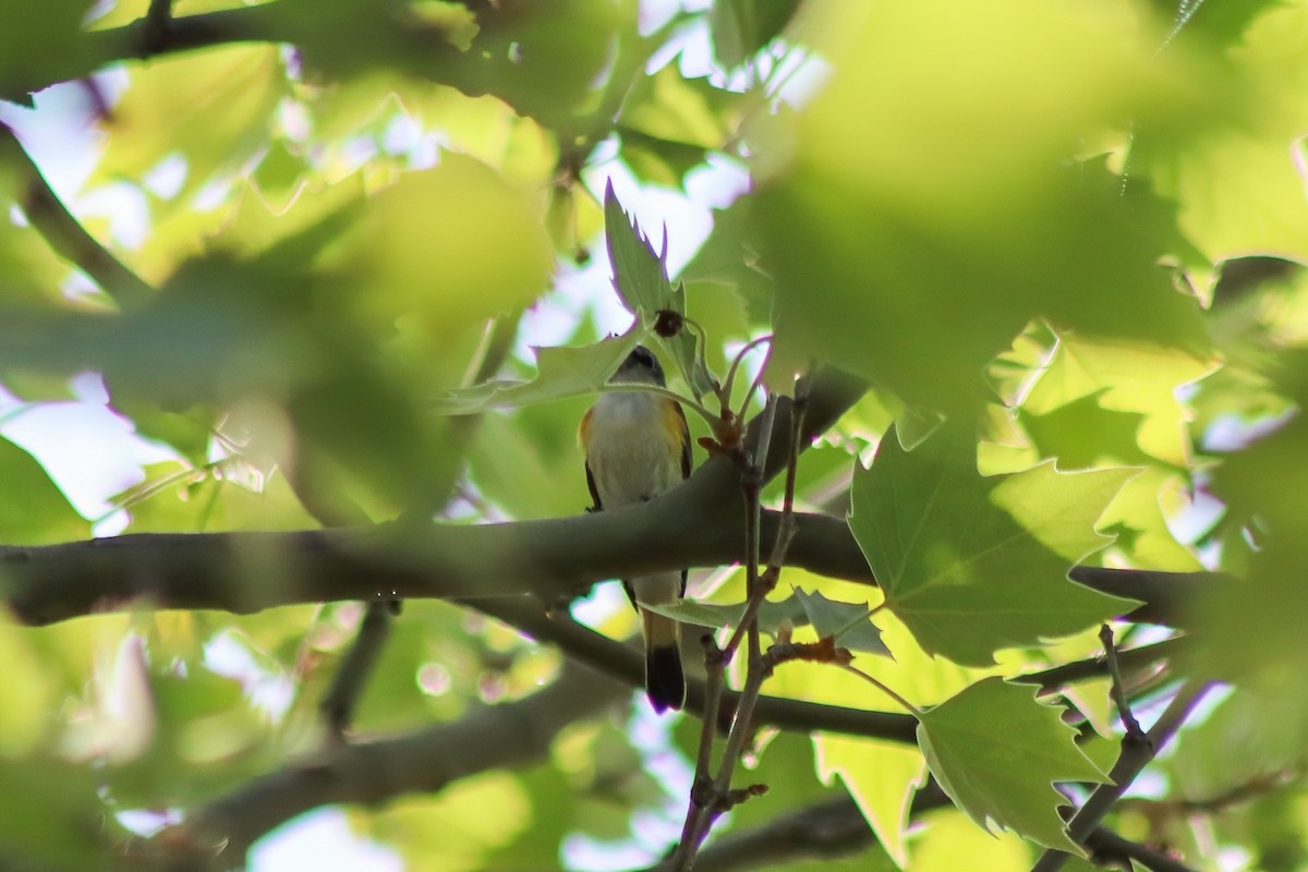 סבכון חכלילי - ML646849806