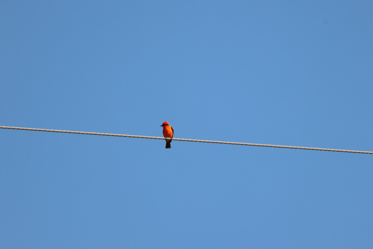 Vermilion Flycatcher - ML646849807