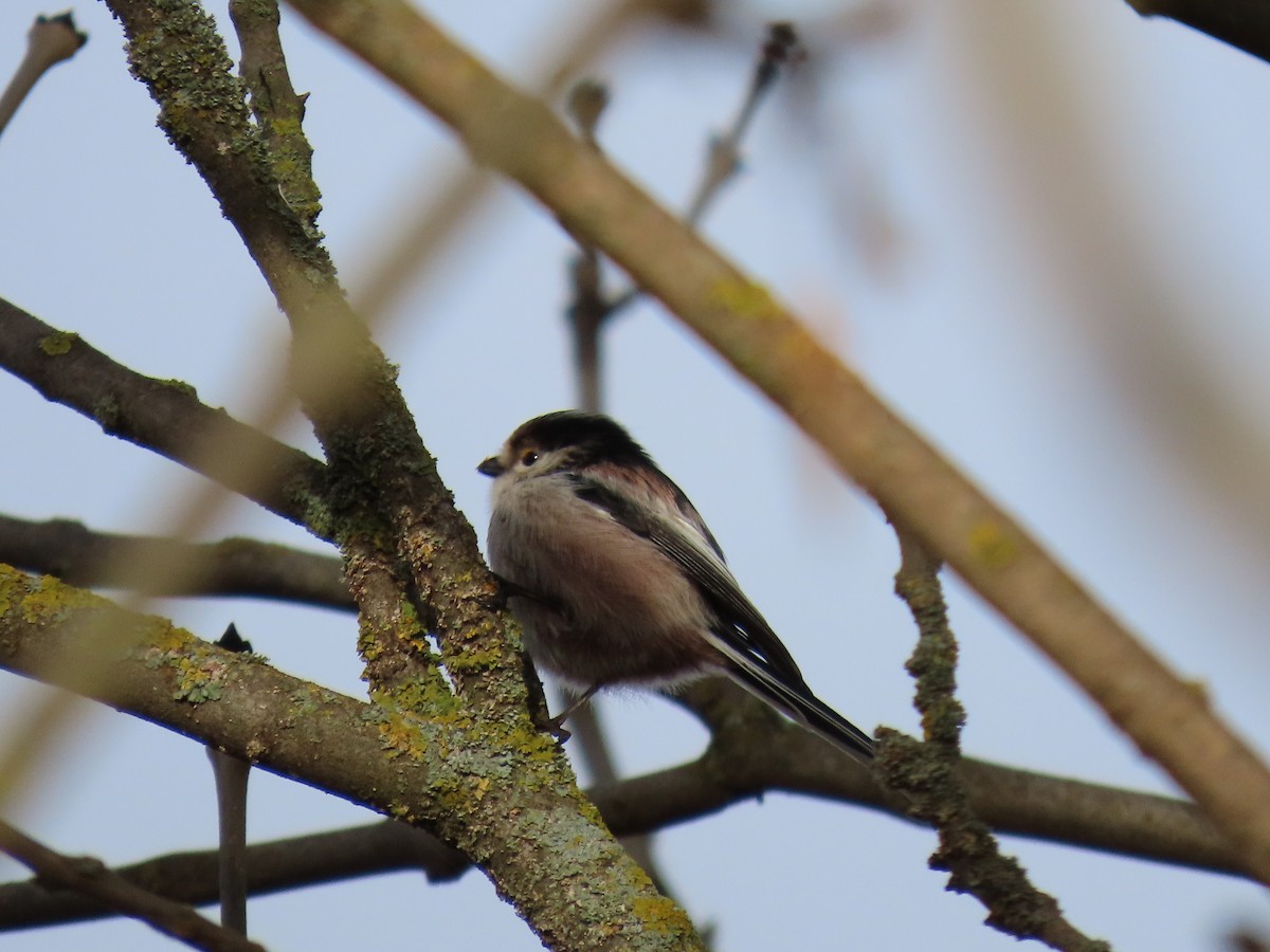 Long-tailed Tit - ML646849809