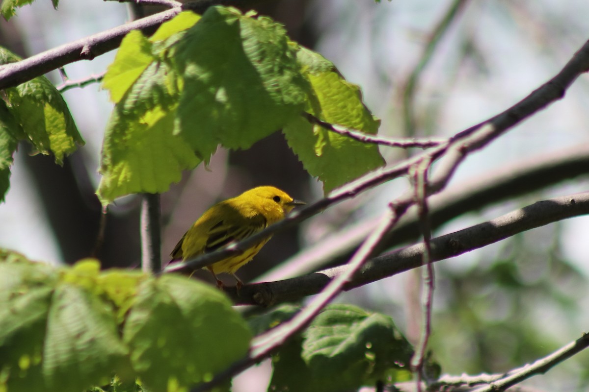 Northern Yellow Warbler - ML646849810